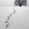 Скиталец